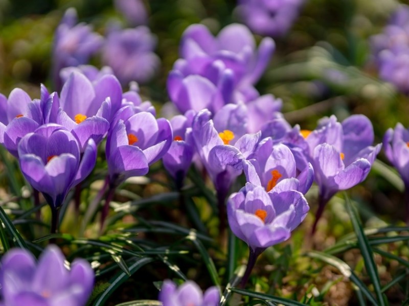 5 Spring Poetry Prompts, Grades&nbsp;6-8