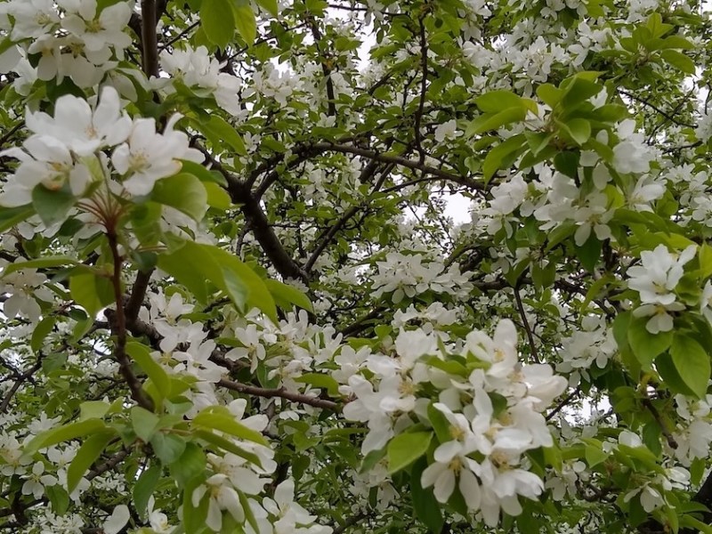 Spring Riddle Poem,&nbsp;K-2