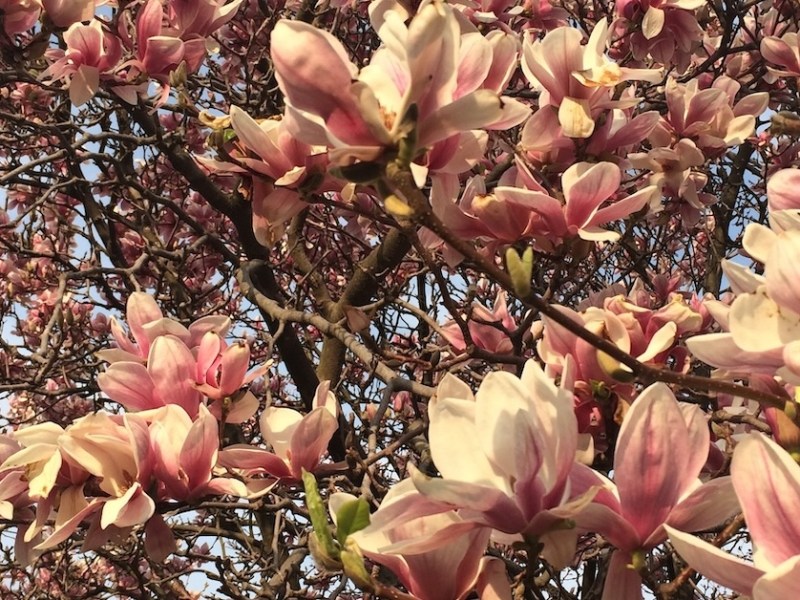 3 Spring Poetry Prompts for KidLit Writers 