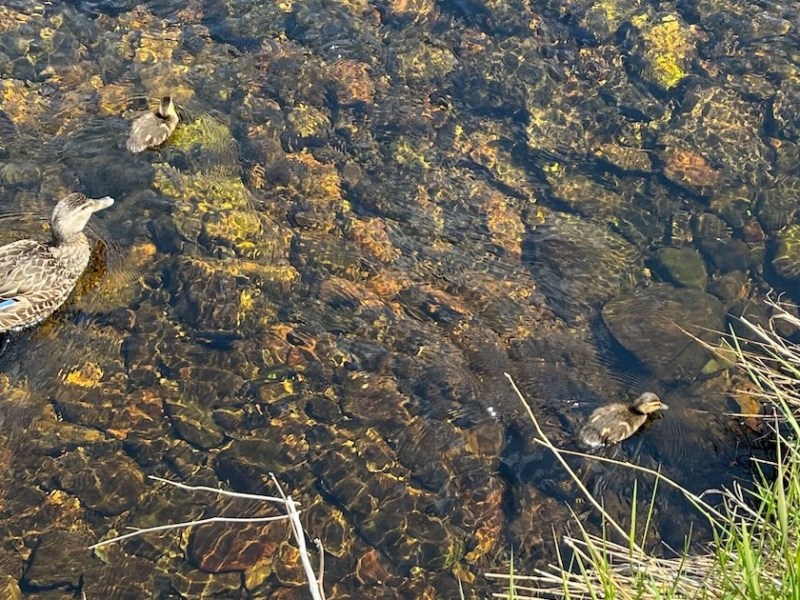 Baby Animals Writing&nbsp;Warm-Ups