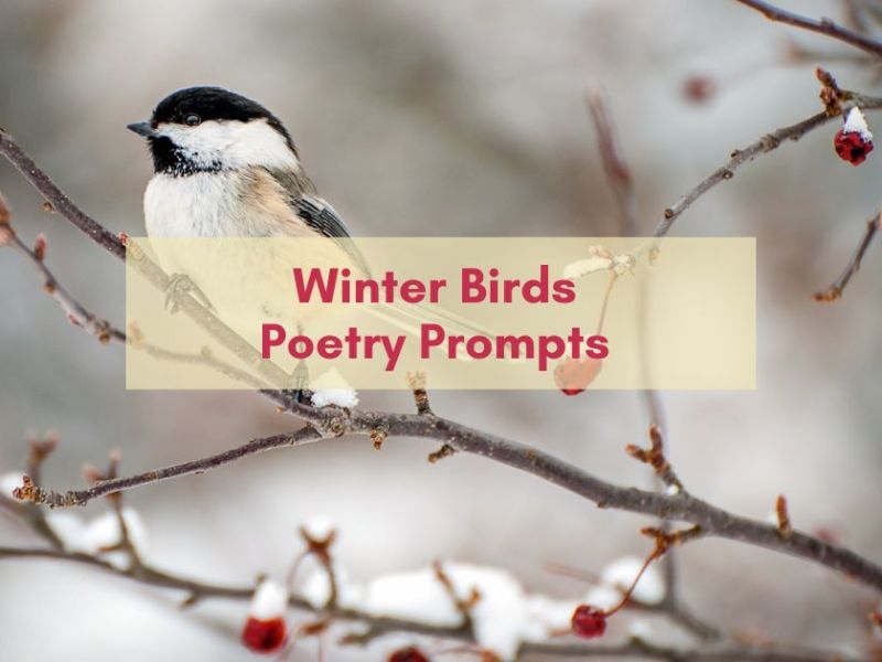 Winter Birds Poetry&nbsp;Prompts