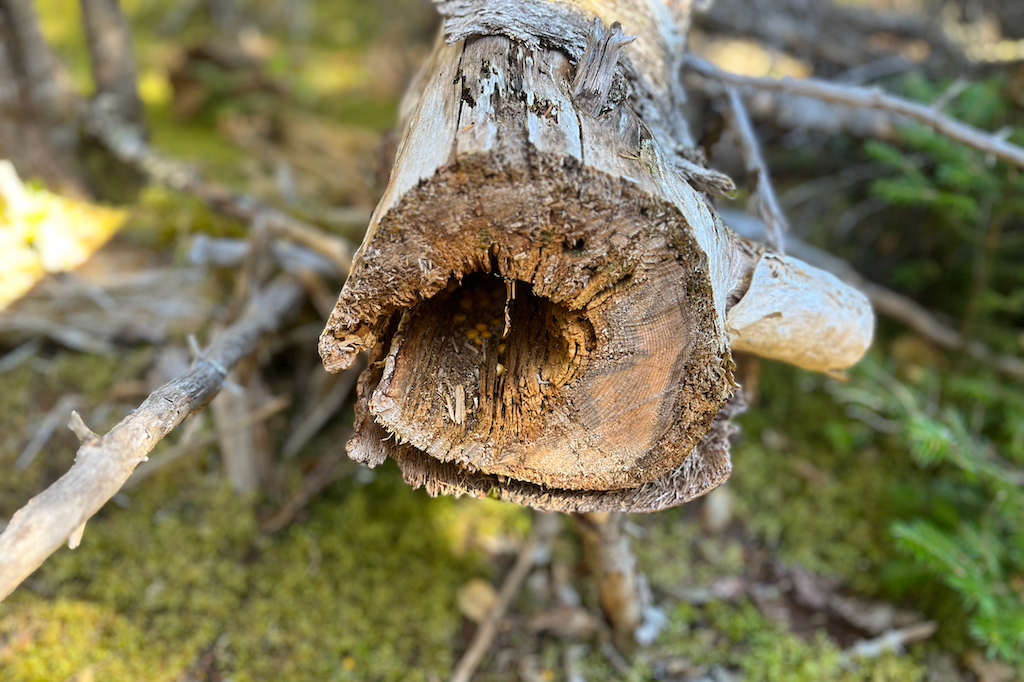 forest writing prompts