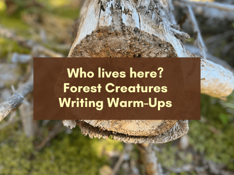 Who Lives Here? Forest Creatures Writing&nbsp;Warm-Ups